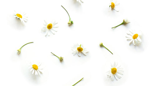 Chamomile: A flower for all seasons