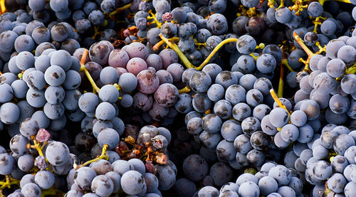 Australian Wine Grape Gins