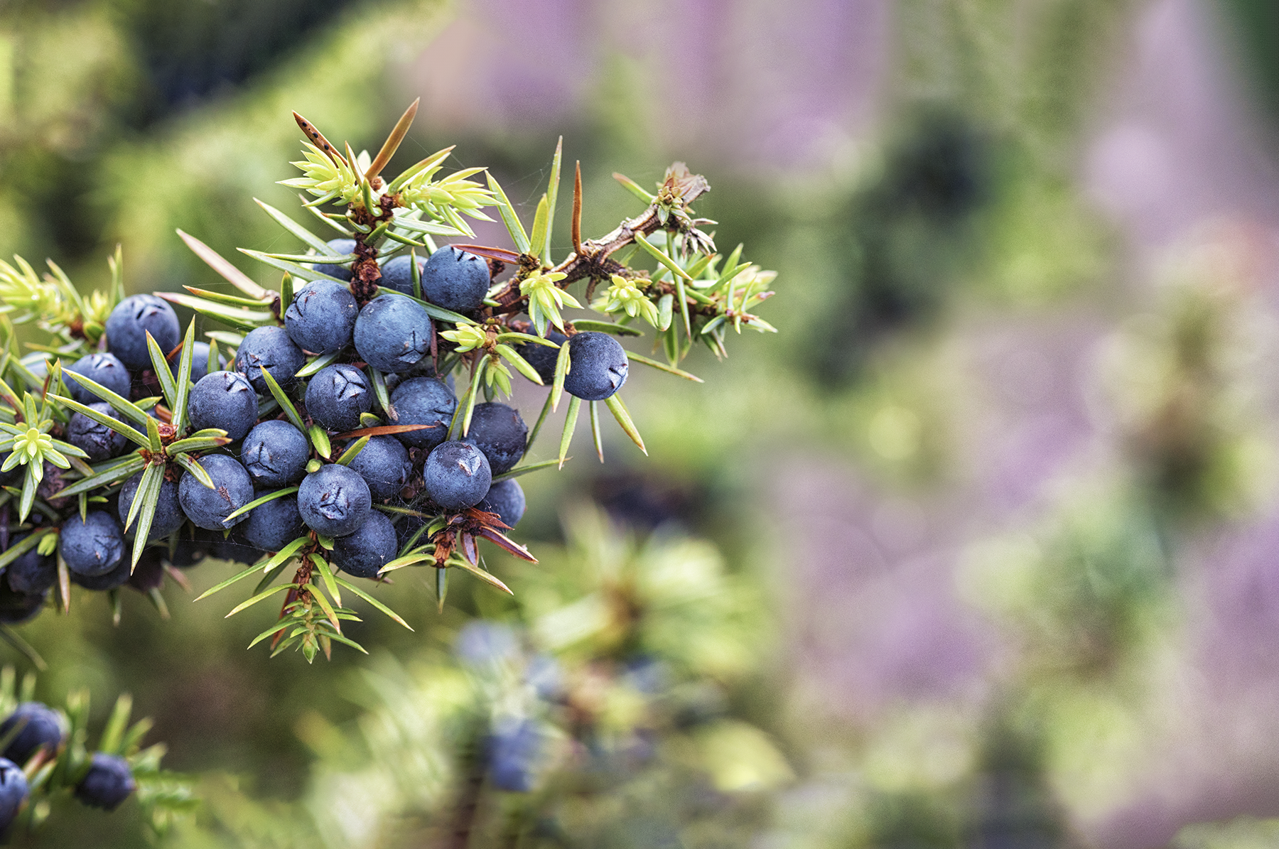 What is gin made from?