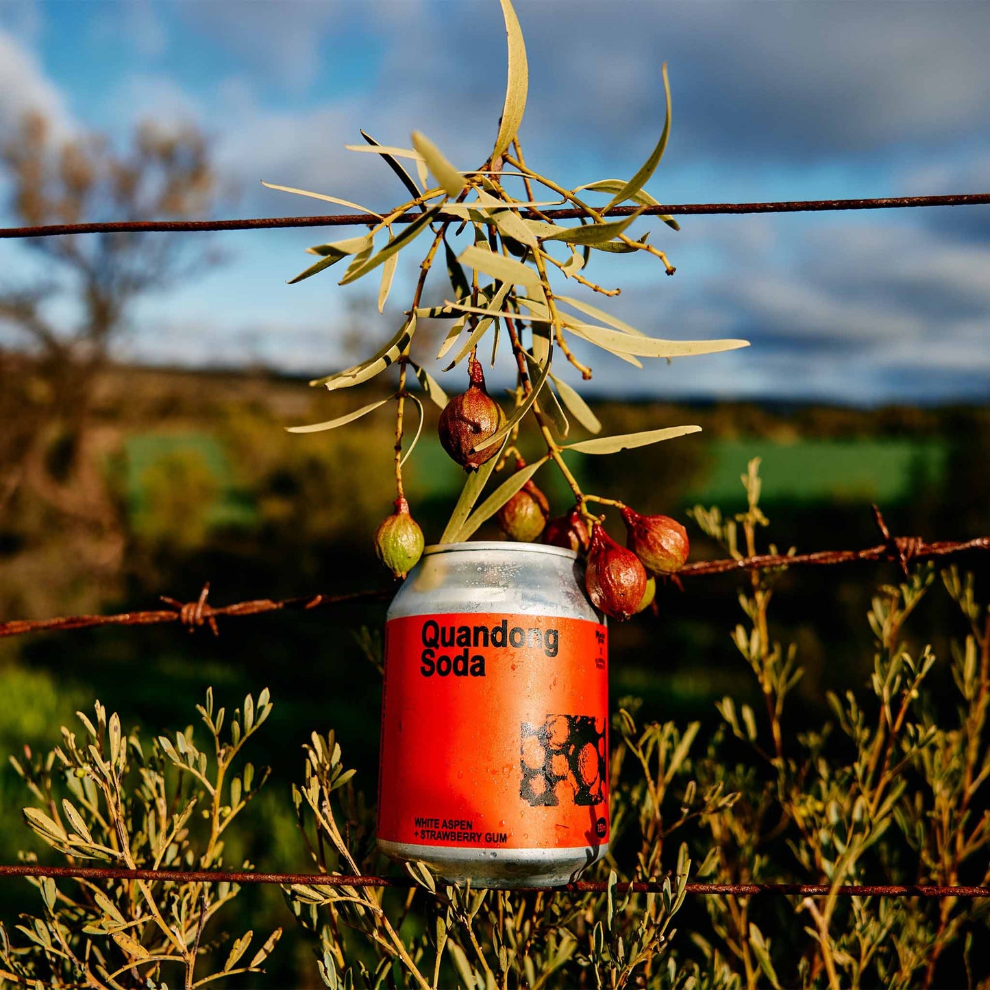 Mischief Brew Quandong Soda (4 x 250ml)